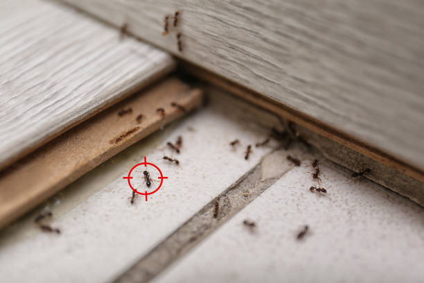 Best Residential Pest Control  in Tequesta, FL