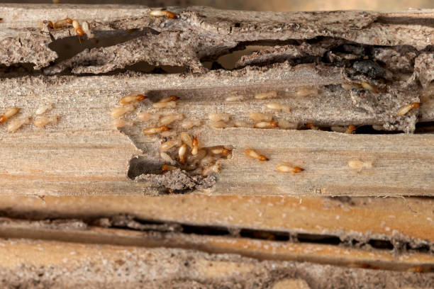 Best Best Pest Control Companies  in Tequesta, FL
